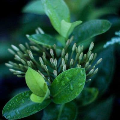 Kai Nakamura profile photo